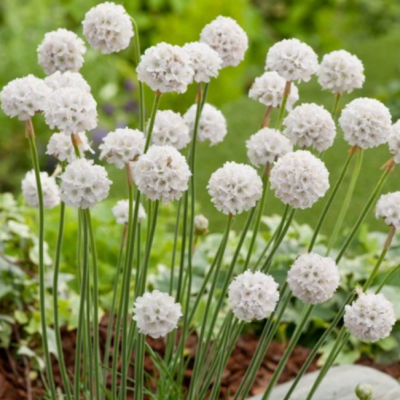 Армерия приморская Армада Уайт Армерия приморская Армада Уайт фото