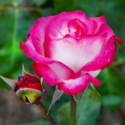 Роза Хайлендер Роза Хайлендер - Dolina-Sad.Ru