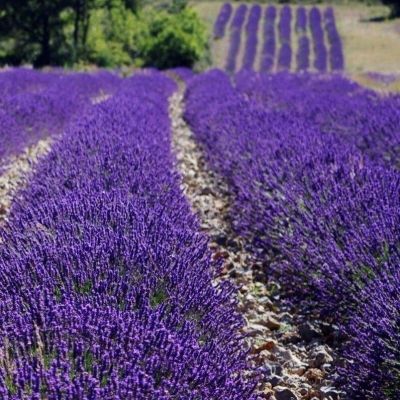 Лаванда узколистная Дварф Блю - Dolina-Sad.Ru