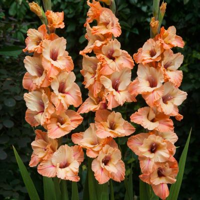 Гладиолус Сабор Гладиолус Сабор - Dolina-Sad.Ru