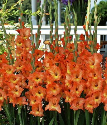 Гладиолус Олимпик Флэйм Гладиолус Олимпик Флэйм - Dolina-Sad.Ru