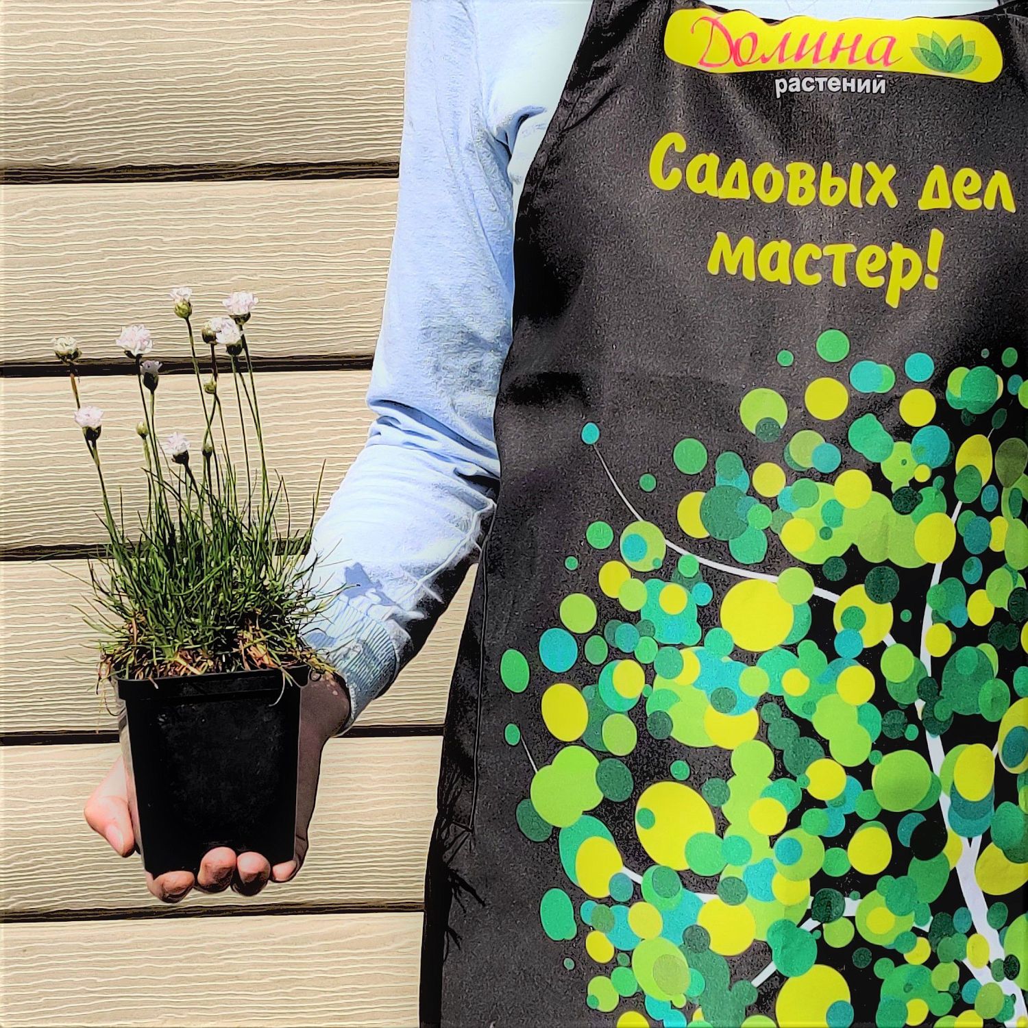 Армерия приморская Армада Уайт Армерия приморская Армада Уайт фото