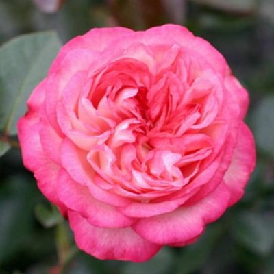 Роза Антик Роза Антик фото