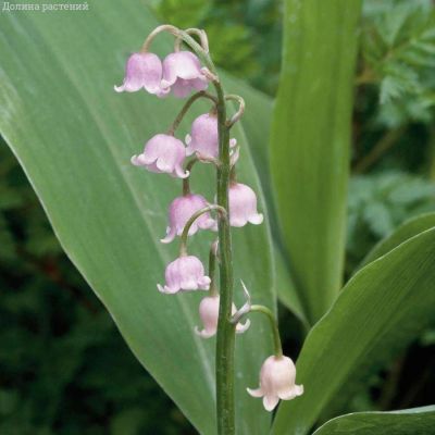 Ландыш майский Брайдал Чойс - Dolina-Sad.Ru