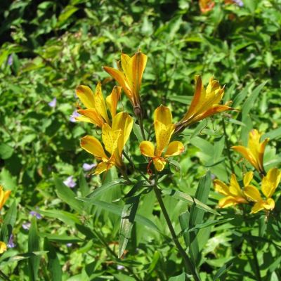 Альстромерия Свит Лаура Альстромерия Свит Лаура - Dolina-Sad.Ru