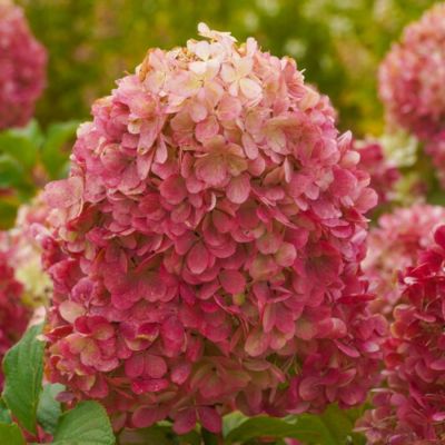 Гортензия метельчатая Краса Лесково на штамбе - Dolina-Sad.Ru