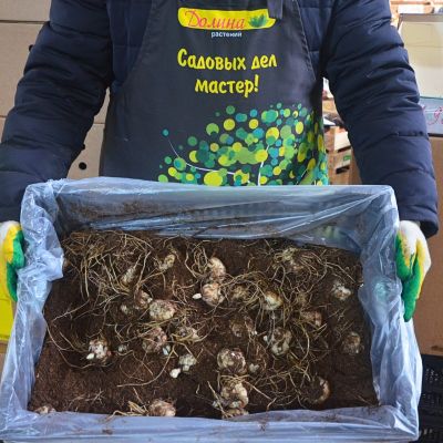 Лилия Трибал Кисс Лилия Трибал Кисс фото