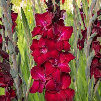 Гладиолус Фэт Бой Гладиолус Фэт Бой - Dolina-Sad.Ru