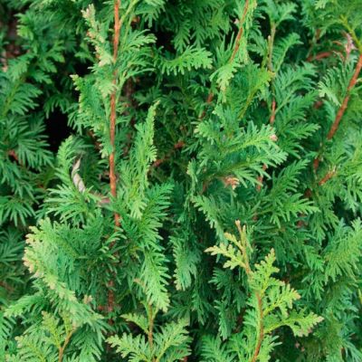 Туя западная Спиралис Туя западная Спиралис - Dolina-Sad.Ru