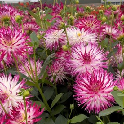 Георгина Датч Эксплоужн - Dolina-Sad.Ru