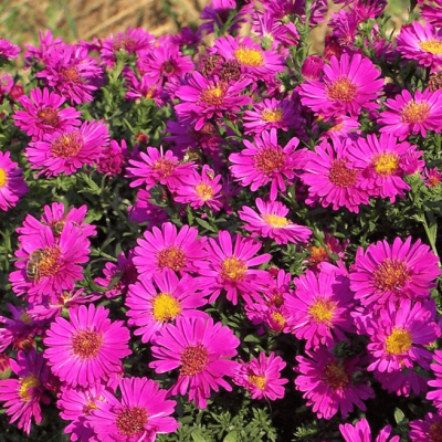 Астра кустарниковая Кассель фото