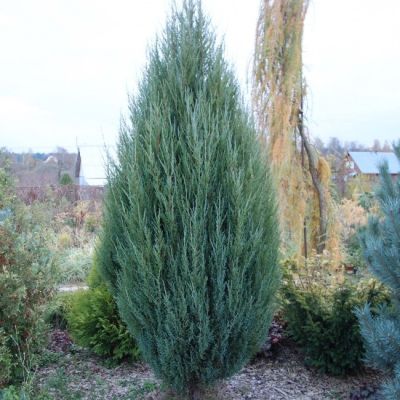 Можжевельник Блю Эрроу, С3 - Dolina-Sad.Ru