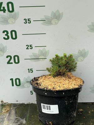 Ель Литл Джем, С2 - Dolina-Sad.Ru