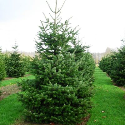 Пихта Нордмана Пихта Нордмана фото