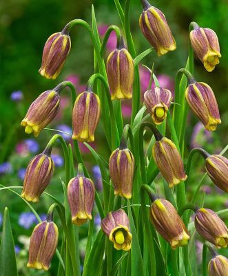 Рябчик Ува Вульпис Рябчик Ува Вульпис фото