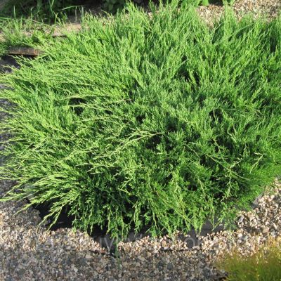 Можжевельник Горизонтальный Андорра Можжевельник Горизонтальный Андорра фото