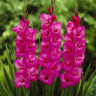 Гладиолус Фиделио - Dolina-Sad.Ru