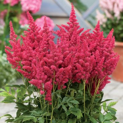 Астильба Файерберри - Dolina-Sad.Ru