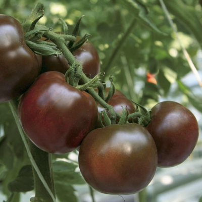 Томат Виагра (шоколадный!, автор.) Томат Виагра (шоколадный!, автор.) фото