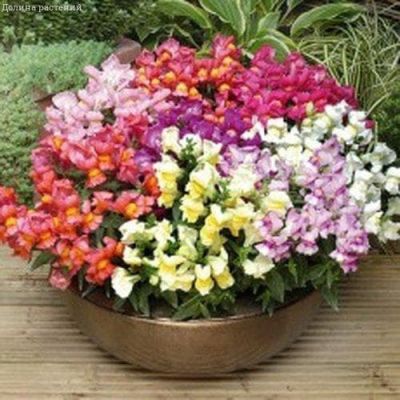 Львиный зев карликовый, Смесь Львиный зев карликовый, Смесь фото