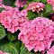Гортензия крупнолистная Эрли Пинк Гортензия крупнолистная Эрли Пинк - Dolina-Sad.Ru