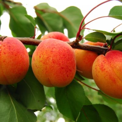 Абрикос Венгерский - Dolina-Sad.Ru