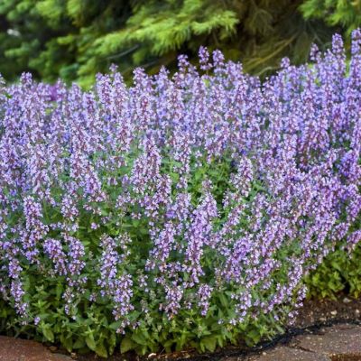 Котовник Литл Титч - Dolina-Sad.Ru