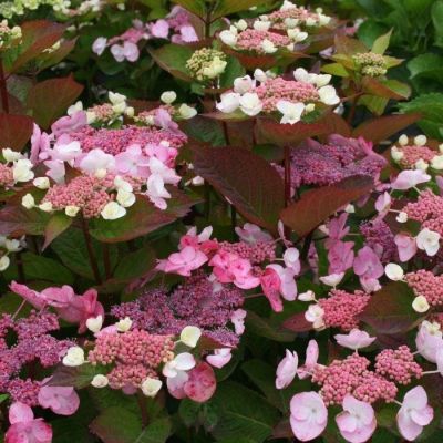 Гортензия пильчатая Дардевил, С3 - Dolina-Sad.Ru