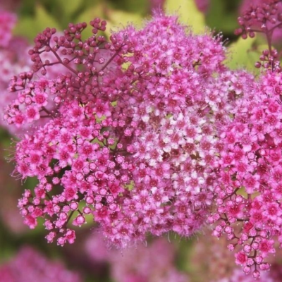 Спирея японская Макрофилла Спирея японская Макрофилла - Dolina-Sad.Ru