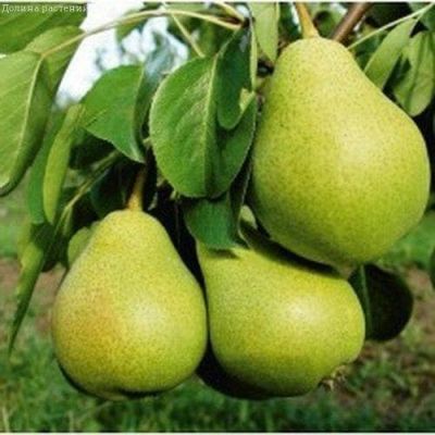 Груша Маслянистая/Летняя Груша Маслянистая/Летняя фото
