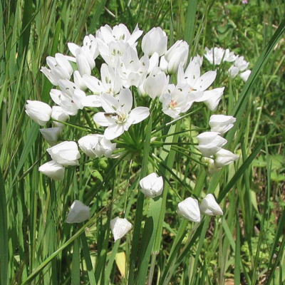 Аллиум Неополитанум Аллиум Неополитанум - Dolina-Sad.Ru