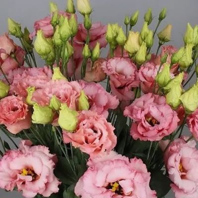 Эустома Алисса роза F1, гранул. пробирка Эустома Алисса роза F1, гранул. пробирка - Dolina-Sad.Ru