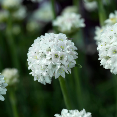 Армерия приморская Армада Уайт Армерия приморская Армада Уайт фото