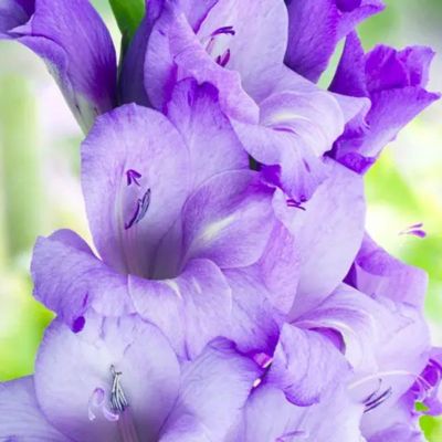 Гладиолус Тропик Блю - Dolina-Sad.Ru