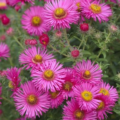 Астра альпийская Вергрейв Пинк Астра альпийская Вергрейв Пинк - Dolina-Sad.Ru