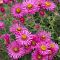 Астра альпийская Вергрейв Пинк Астра альпийская Вергрейв Пинк - Dolina-Sad.Ru