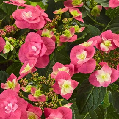 Гортензия крупнолистную Флейм Хот Пинк Гортензия крупнолистную Флейм Хот Пинк - Dolina-Sad.Ru