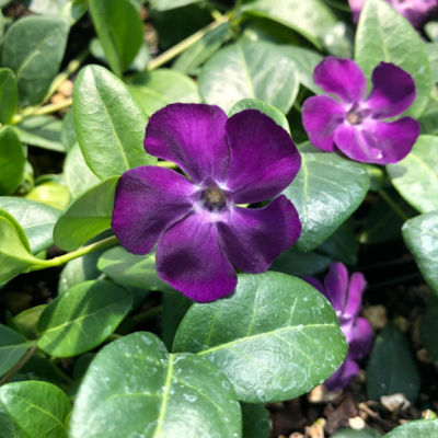 Барвинок малый Атропурпуреа Плена Барвинок малый Атропурпуреа Плена фото