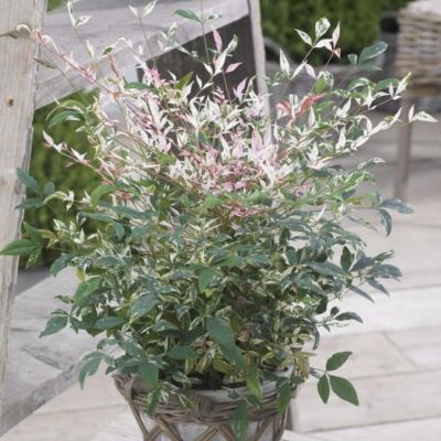 Нандина домашняя Твайлайт Нандина домашняя Твайлайт - Dolina-Sad.Ru