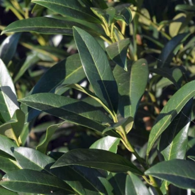 Лавровишня Херберги Лавровишня Херберги - Dolina-Sad.Ru