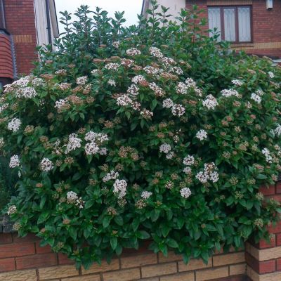 Калина лавролистная Калина лавролистная - Dolina-Sad.Ru