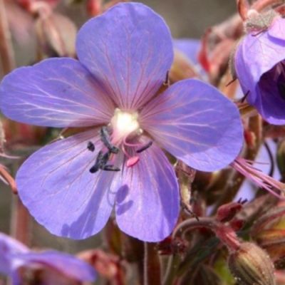 Герань луговая Хокус-покус Герань луговая Хокус-покус - Dolina-Sad.Ru