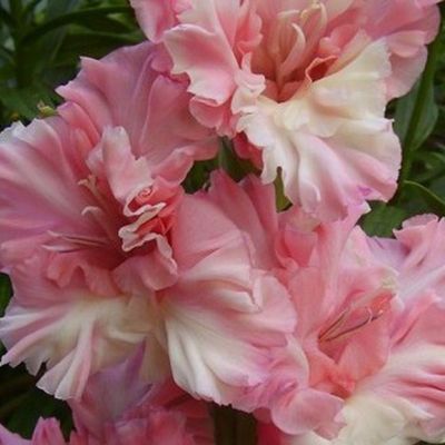 Гладиолус Загадочная Леди Гладиолус Загадочная Леди - Dolina-Sad.Ru