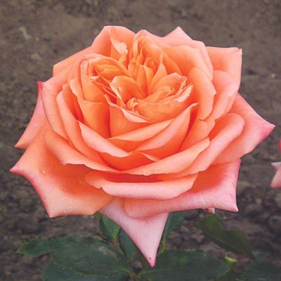 Роза Седукцион Роза Седукцион - Dolina-Sad.Ru