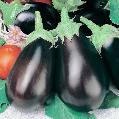 Баклажан Черный Красавец фото