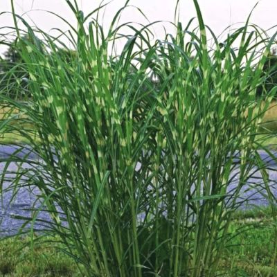 Мискантус китайский Стриктус Дварф - Dolina-Sad.Ru