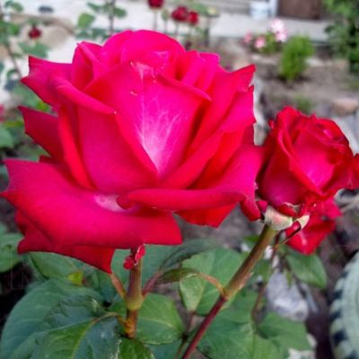 Роза Эскалибур Роза Эскалибур - Dolina-Sad.Ru