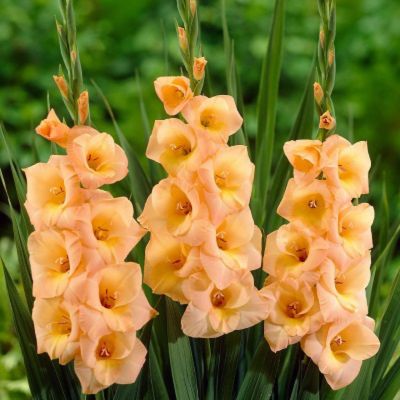 Гладиолус Эста Бонита - Dolina-Sad.Ru