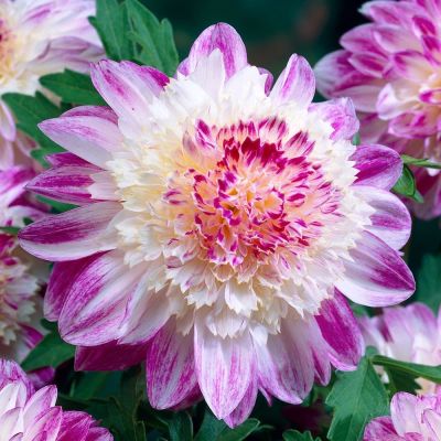 Георгина Ки Сэра Георгина Ки Сэра фото