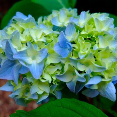 Гортензия крупнолистная Саманта Гортензия крупнолистная Саманта - Dolina-Sad.Ru